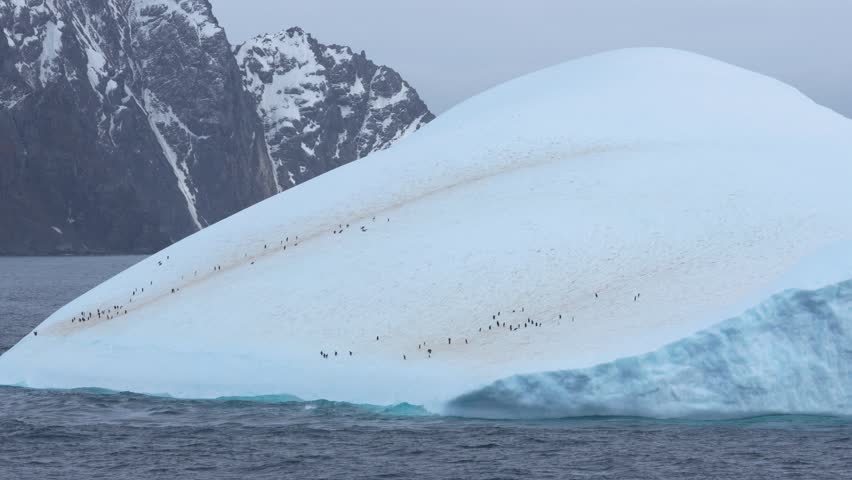 Penguins Ride Iceberg in Antarctica. Dozens of Penguins Colony on Massive Iceberg with Rugged Mountain Peaks in the Background. View From Cruise Ship