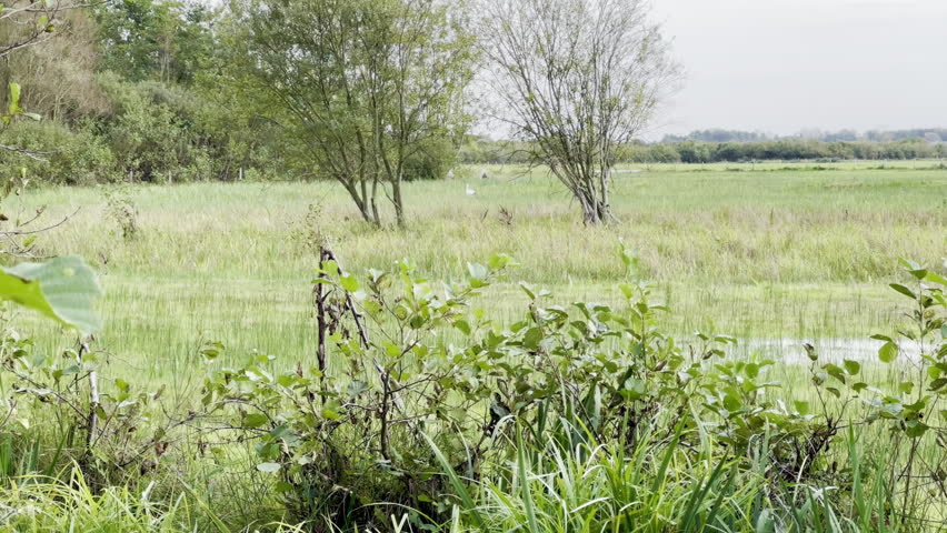 Wild wetland marsh with reeds, willows and a white egret in the Marquenterre nature reserve, Baie de Somme, Picardy, France