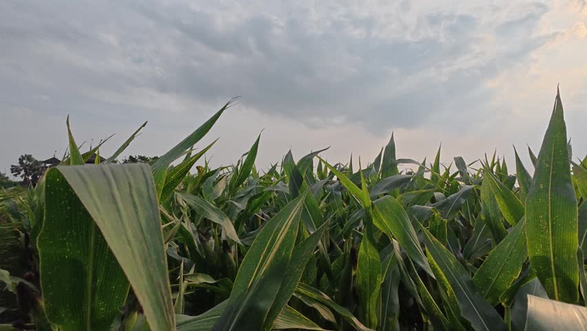 cloudy sky from inside of the corn field