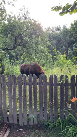 European bison (Bison bonasus) grazing in tall grass in Białowieża Forest, Poland.