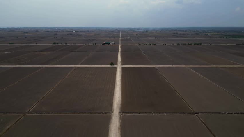 Long straight dirt road cutting through vast flat agricultural land under a clear sky. Person on road near a lone tree. Lovely aerial view descending drone panorama