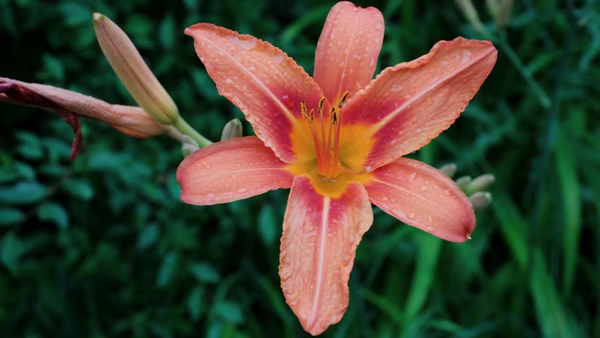 Orange Lily Flowers with Raindrops After Storm Nature Video