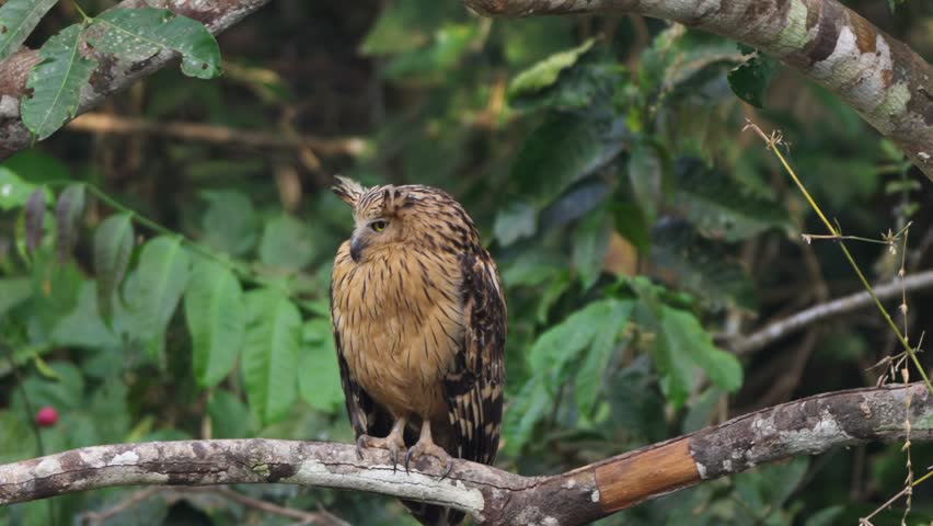 A bird is looking for food in Khao Yai National Park.