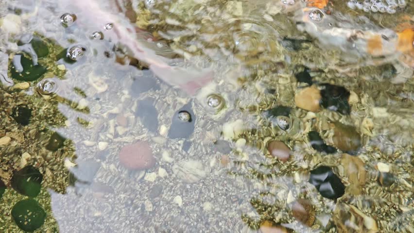 Top view of colorful koi fish and goldfish swimming in clear garden pond water with air bubbles
