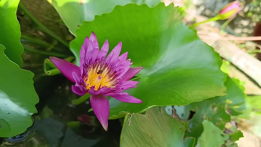 Close Up of Purple Water Lily Flower (Nymphaea nouchali)
