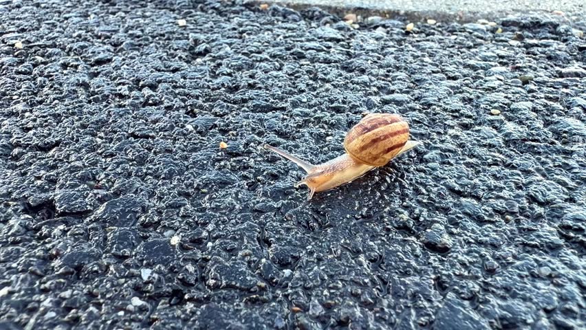 Static low-angle macro shot of a snail crawling across wet asphalt after rain.