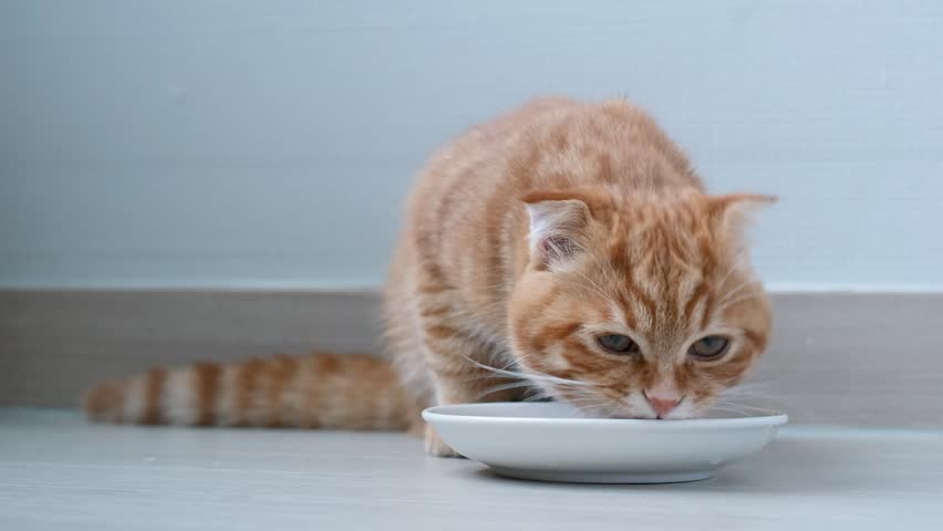 A tabby red kitten eats wet food from bowl on brown laminate, front view.