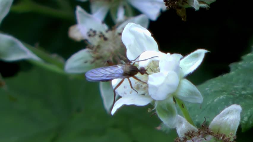 Insect on wild flower