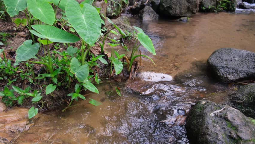 Water stream in the forest