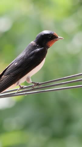 Cute barn swallow perching on electrical cables in summer, vertical video format.
