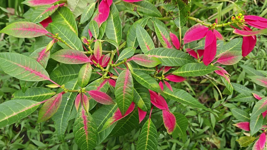 Vibrant Poinsettia Plant with Bright Red and Green Leaves