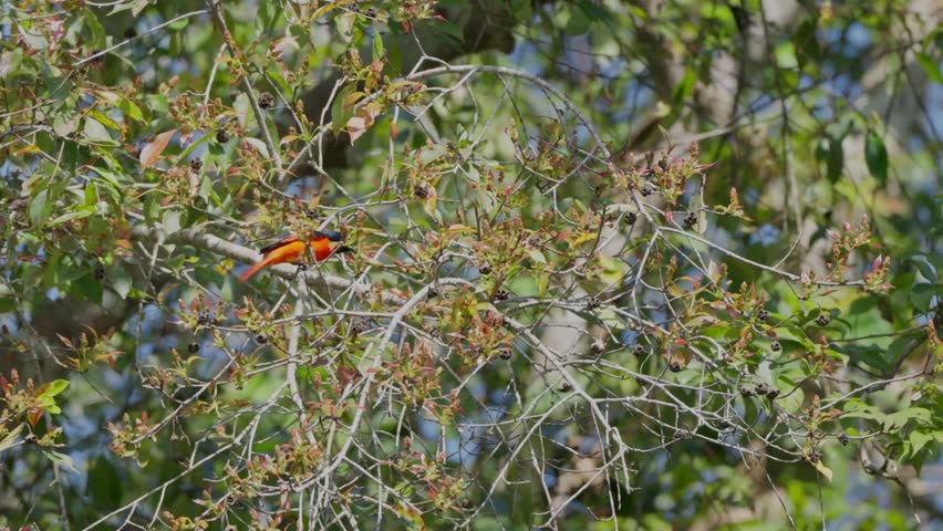 A bird is looking for food in Khao Yai National Park.