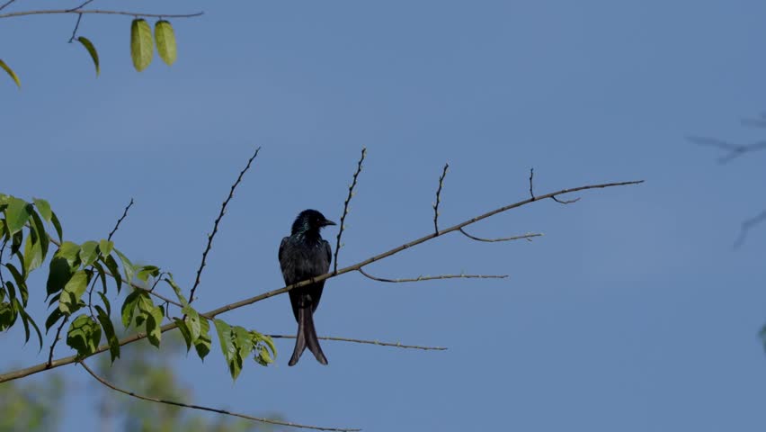A bird is looking for food in Khao Yai National Park.
