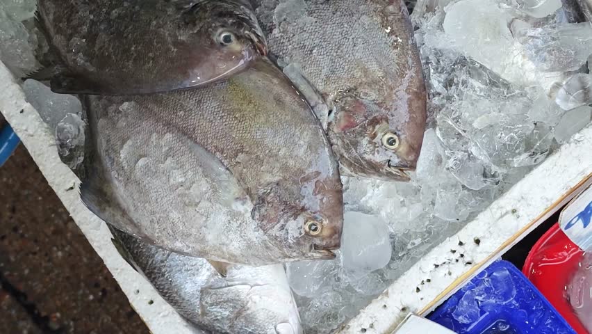 Assorted fresh seafood such as sea bass, grouper fish and black pomfret fish are aligned on ice, for sale at fish market place. Top view with camera panning footage.