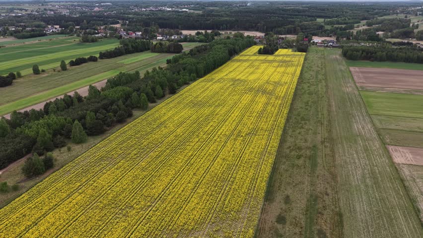 Springtime rural farm with yellow flower crop