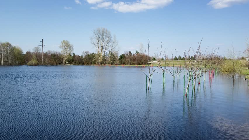 Flooded area with trees in spring