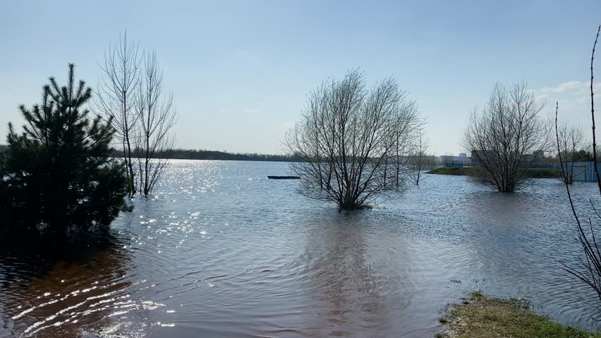 Flooded area with trees in spring