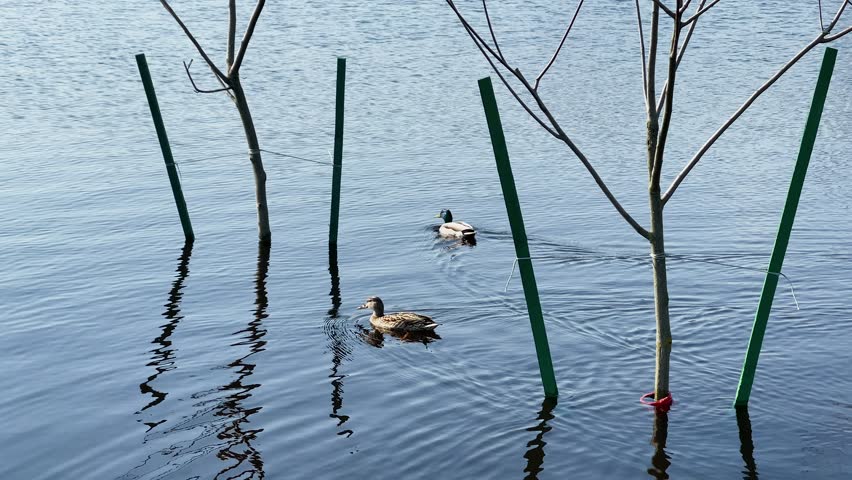 Flooded area with trees in spring