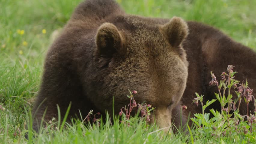 Eurasian brown bear close up chewing in slow motion, lifting head to stare into the camera, then turning left. Powerful wildlife portrait highlighting size, fur texture, and alert eyes.