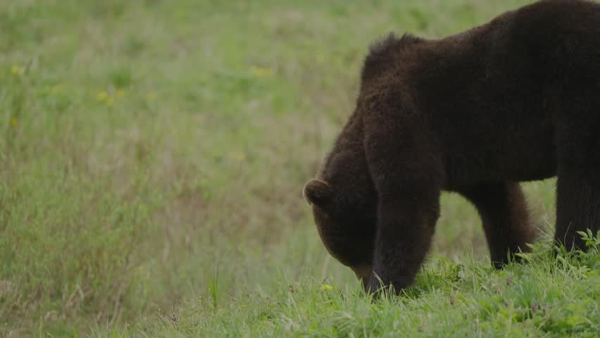 Young eurasian brown bear forages in grassy meadow on right side of frame, leaving copy space left. Bear stands up, turns around, then walks out of shot.