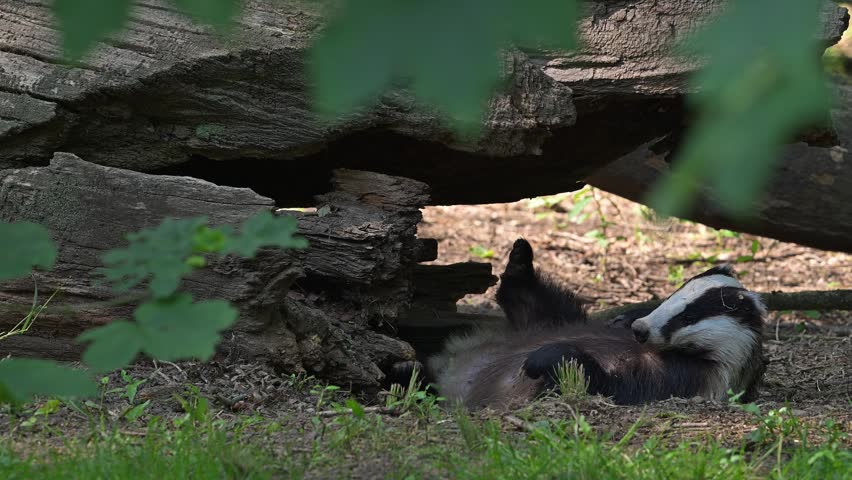 European badger (Meles meles) lying on its back, getting up and scratching fur under fallen tree trunk in forest in spring