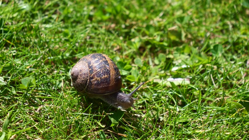 Snail crawls slowly across vibrant green grass under bright sunlight. Snail shell has brown and tan spiral patterns. Grass blades glisten in natural daylight