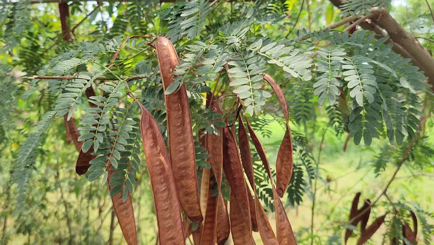 Long brown seed pods of Leucaena tree hanging on green branches
