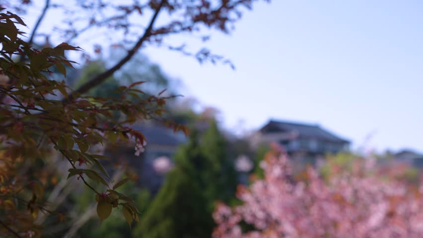 Sakura Blooming in Japan, Reveal of Nara Mountain and Ryokans