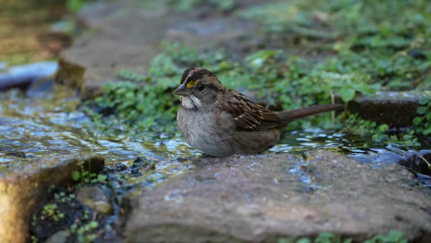 White-throated Sparrow (Zonotrichia albicollis) taking a bath, captured in stunning 4K wildlife footage.