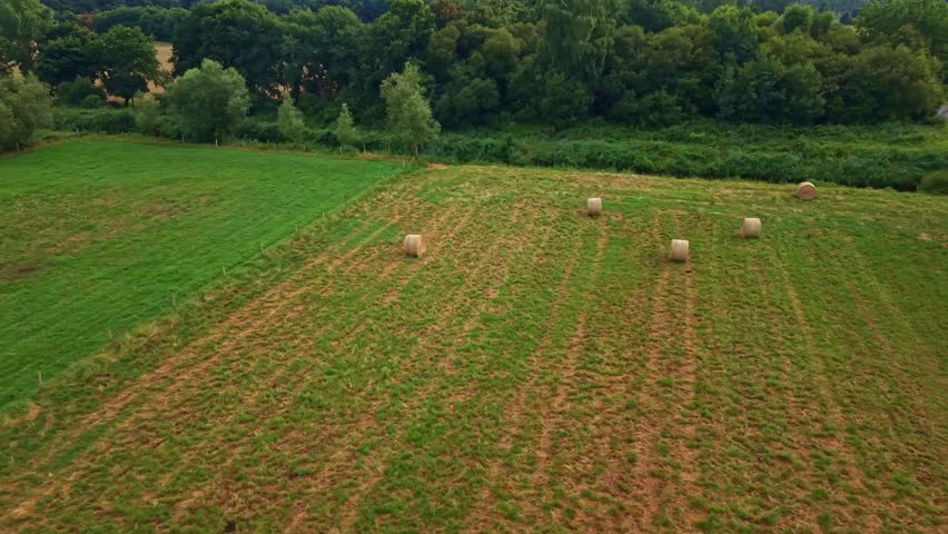 Round hay bales on green agricultural pasture next to dense trees in countryside