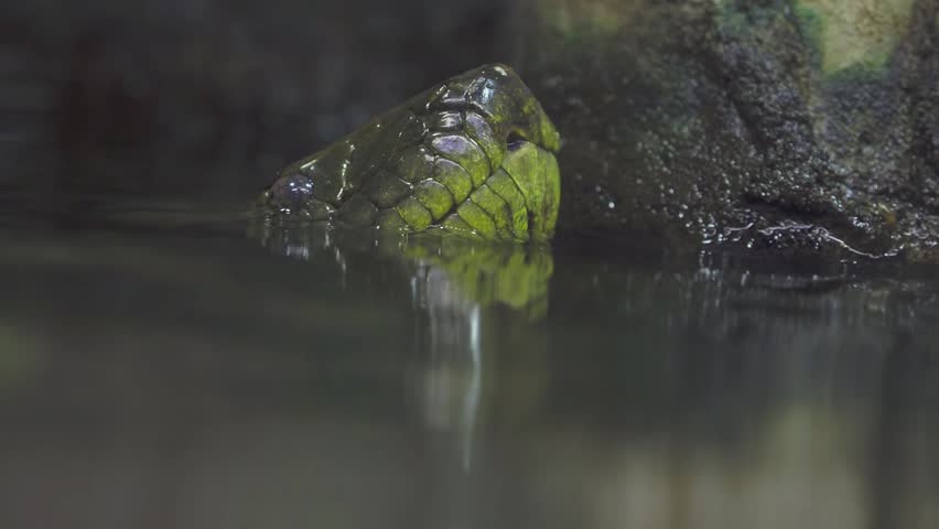 Powerful green anaconda waits in murky water, predator submerged with eyes above surface, scaly texture detailed, aquatic reptile motion in humid jungle environment, static shot.