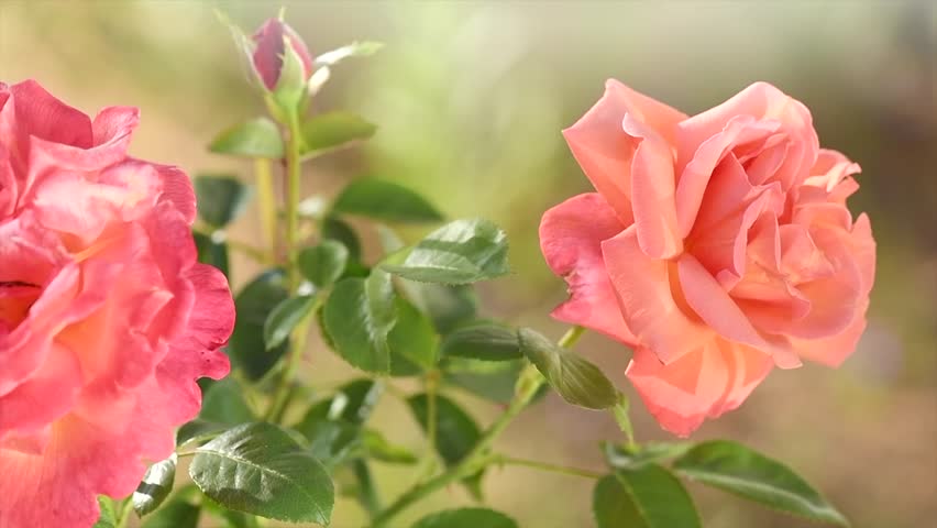 Roses flowers. Orange with pink rose blooming in a garden, close up. Gardening, landscape design. Fragrant Rose flowers macro shot background. Summer Park, flower bed. Slow motion 
