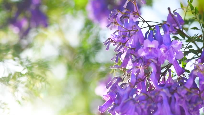 Jacaranda tree flowers, blooming violet flower closeup, beautiful ornamental tree blossom, blue flowers, acacia tree in summer park, slow motion 