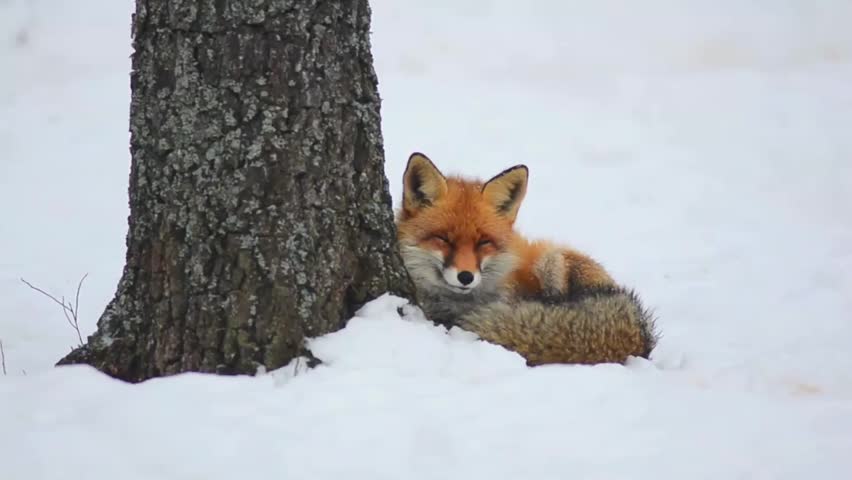 A fluffy red fox curled up in the snow, resting comfortably against the base of a textured tree trunk.