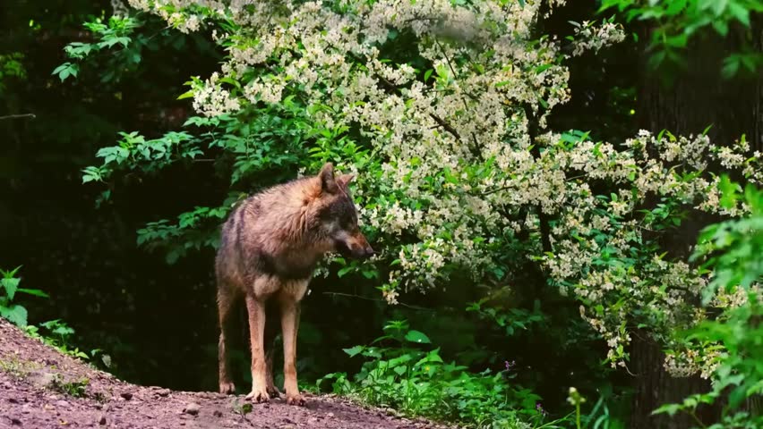 A grey wolf stands on a dirt path beside a bush covered in blooming white flowers and lush green leaves.