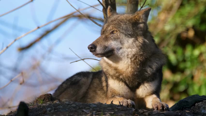 A close-up profile portrait of a grey wolf resting on elevated ground, looking off to the side in warm sunlight.