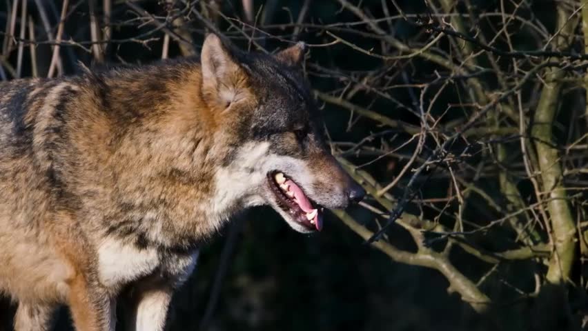 A close-up profile portrait of a grey wolf panting with its mouth open, eyes closed, and teeth visible.