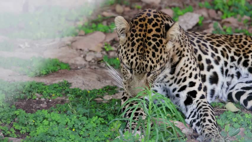 A leopard lying down on ground covered in green clover, licking its front paw behind a small green plant.