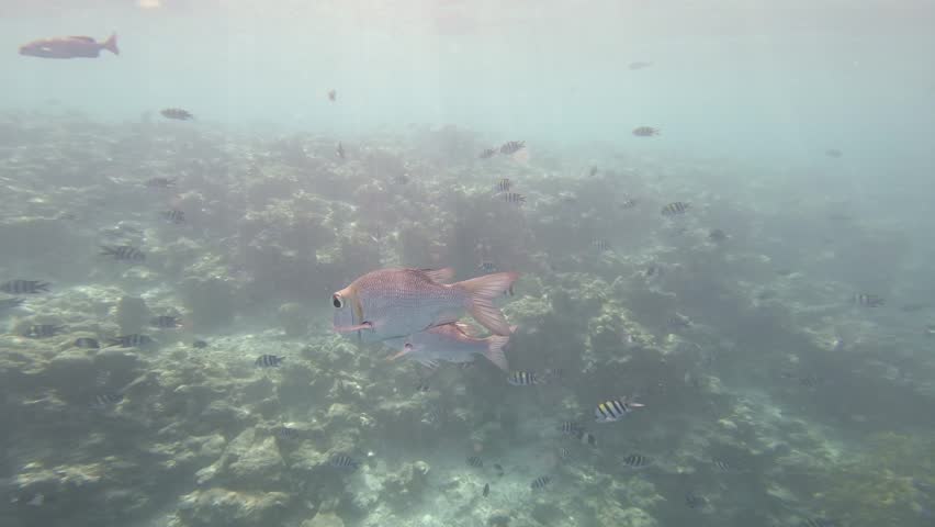 Humpnose big-eye bream swim close to the camera above a tropical coral reef, joined by striped damselfish in the shallow waters of the Maldives.