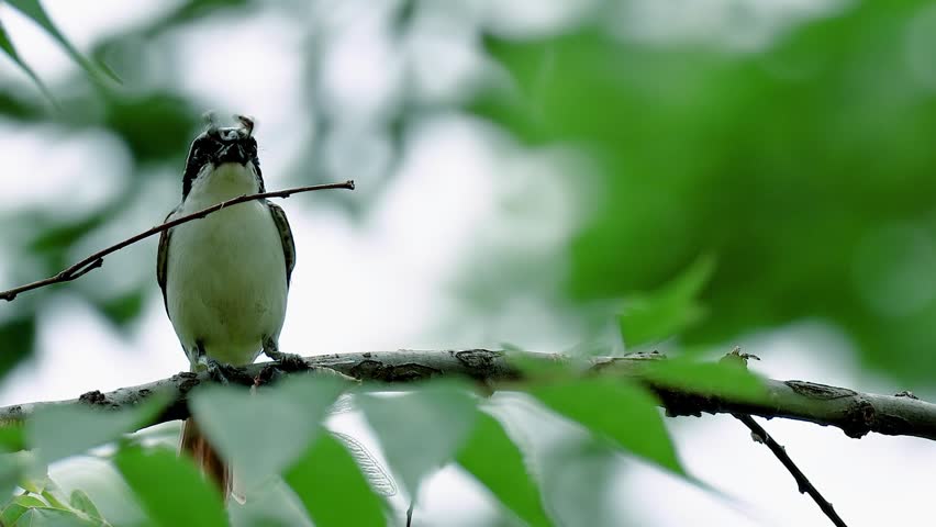 Close up of a wild shrike bird perched on a tree branch holding a caught insect prey in its beak against a blurred green foliage background