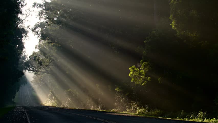Sunlight beams shining through misty forest trees on empty road.
