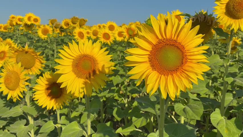 Bright blooming sunflowers field against blue sky in Ukraine
