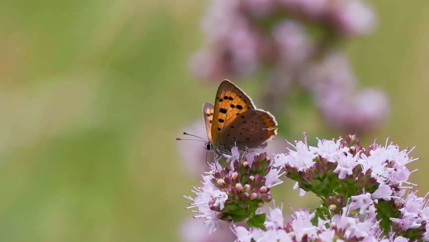 Small Copper Butterfly on Wild Marjoram