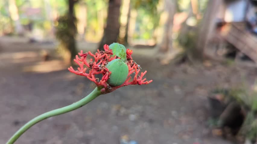 macro tilt shot of exotic tropical flower buds blooming in the garden 