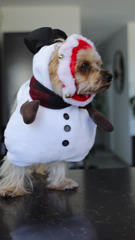 Yorkshire terrier in snowman costume