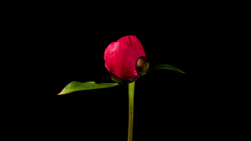 Red Peony Open Flower in Time Lapse on a Black Background. Wedding Concept. Side View on Pink Flower
