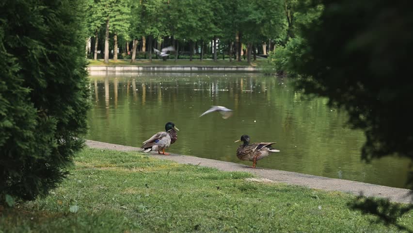 Ducks swim and interact near the edge of a pond surrounded by trees. The setting features clear water reflecting the green surroundings in a peaceful area.