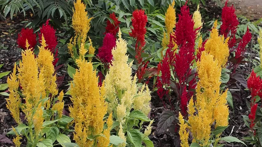 Celosia argentea var. crista 