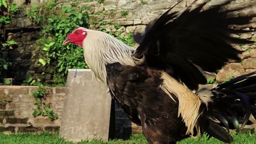 A full body shot of a healthy white and black rooster standing outdoors in a farm setting with a stone wall backdrop.