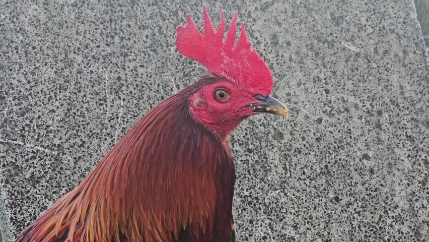 High-quality close-up portrait of a red rooster showcasing its textured comb and feathers against a neutral grey wall.